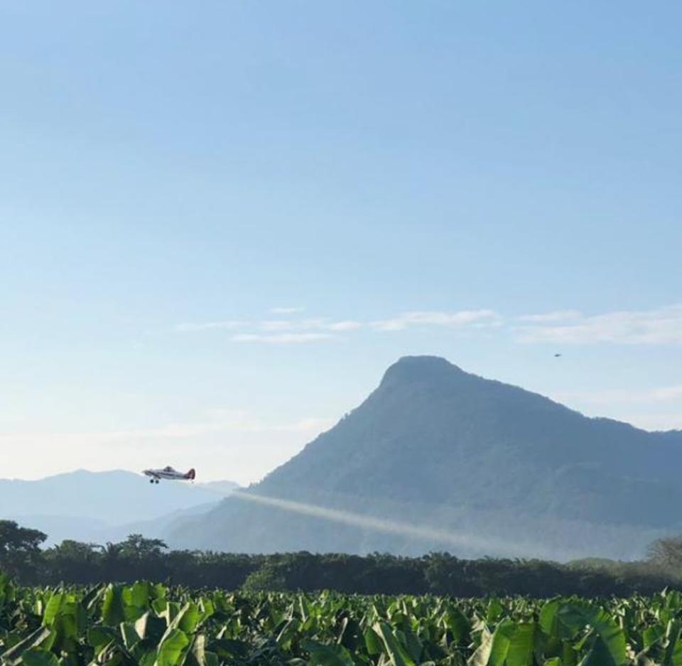 Plantación de plátano macho